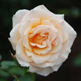 バラ クリームデライト|花の手帖の薔薇図鑑