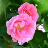 バラ クレステッド ジュエル｜花の手帖の薔薇図鑑