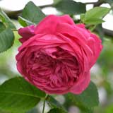 バラ クレステッド スイートハート｜花の手帖の薔薇図鑑