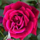 バラ クリムゾン グローリー｜花の手帖の薔薇図鑑