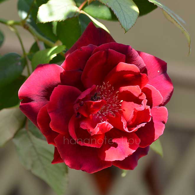 バラ つる クリムゾン グローリー｜花の手帖の薔薇図鑑