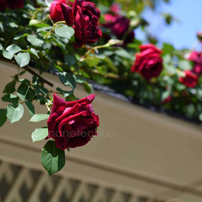 バラ つる クリムゾン グローリー｜花の手帖の薔薇図鑑