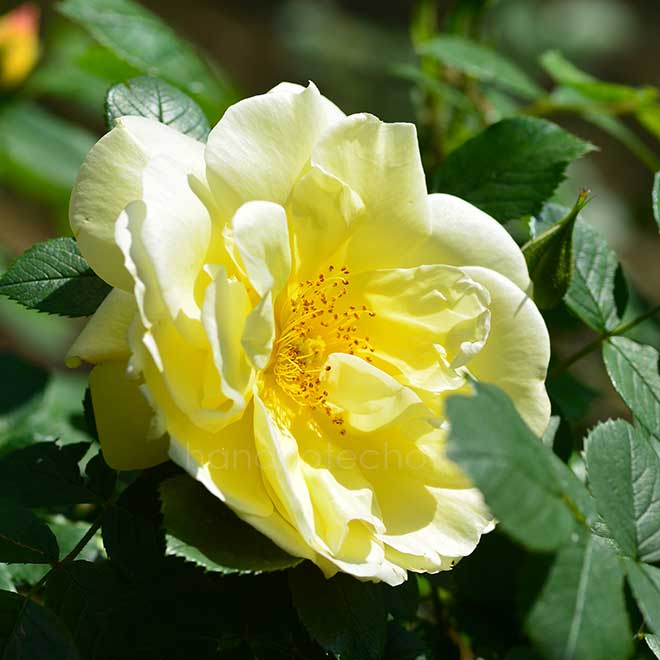 バラ ゲルベ ダグマー ハストラップ|花の手帖の薔薇図鑑