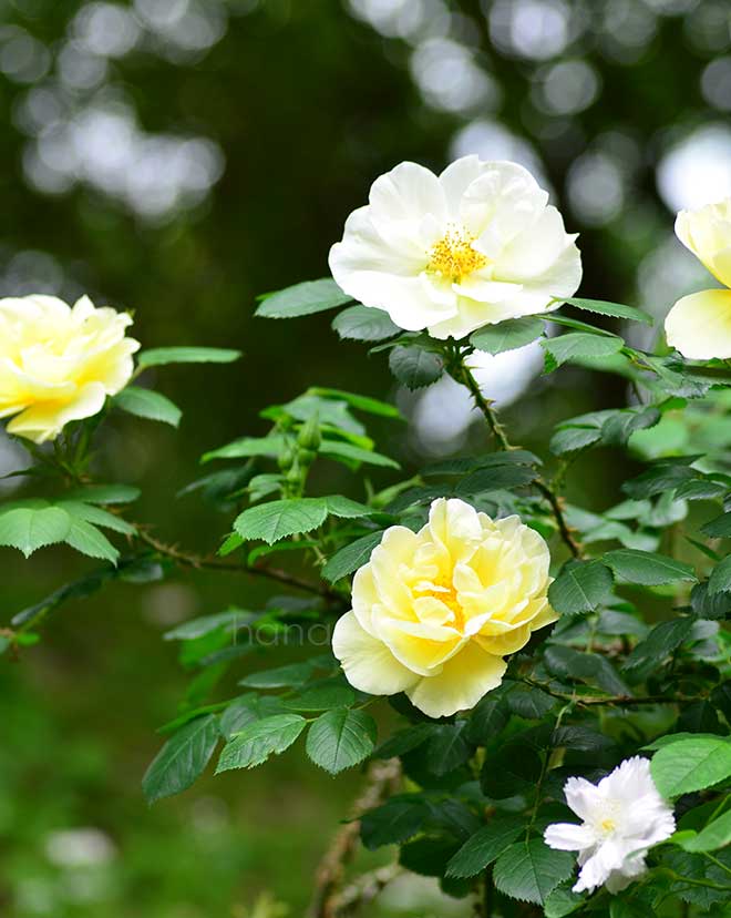 バラ ゲルベ ダグマー ハストラップ|花の手帖の薔薇図鑑