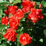 バラ グロワールドゥミディ｜花の手帖の薔薇図鑑