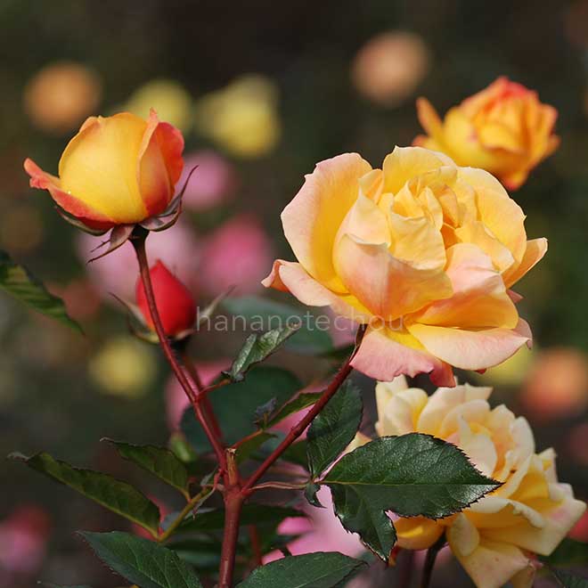 バラ ゴールドマリー'84｜花の手帖の薔薇図鑑