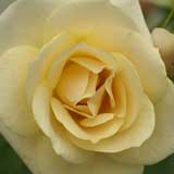 バラ グレイス アバンディング｜花の手帖の薔薇図鑑