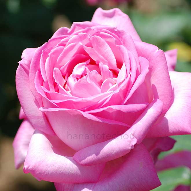 バラ グレイス ドゥ モナコ｜花の手帖の薔薇図鑑
