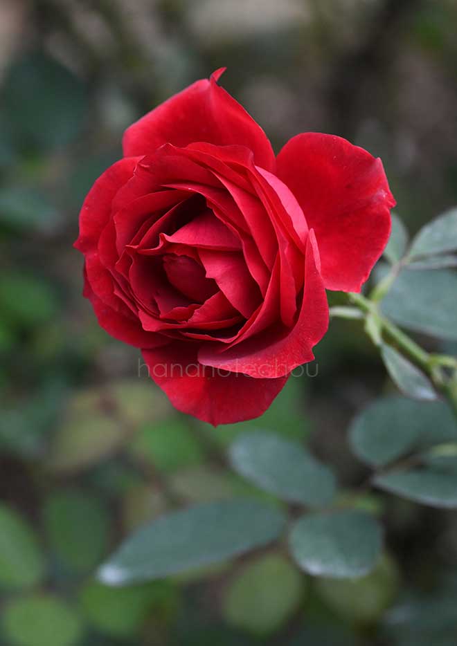 バラ グランド スラム｜花の手帖の薔薇図鑑