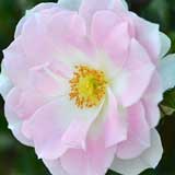 バラ グリーノールズグローリー｜花の手帖の薔薇図鑑