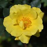 バラ グリーンファイアー｜花の手帖の薔薇図鑑