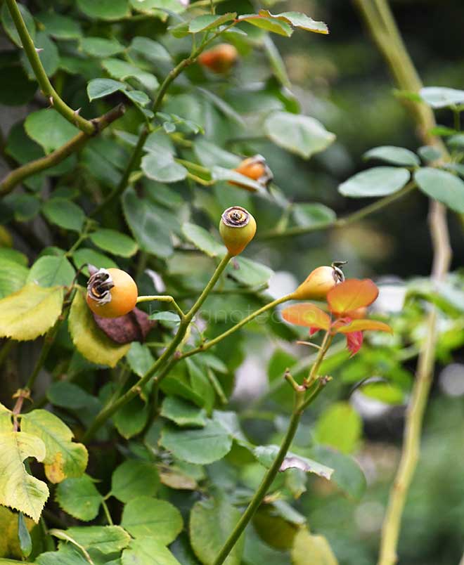 バラ グリバルド ニコラ|花の手帖の薔薇図鑑