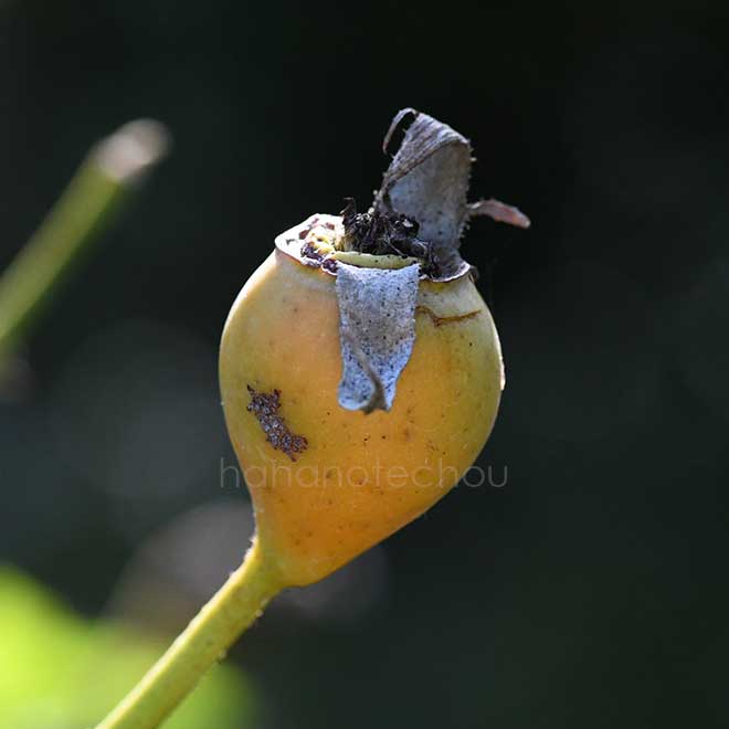 バラ グリバルド ニコラ|花の手帖の薔薇図鑑