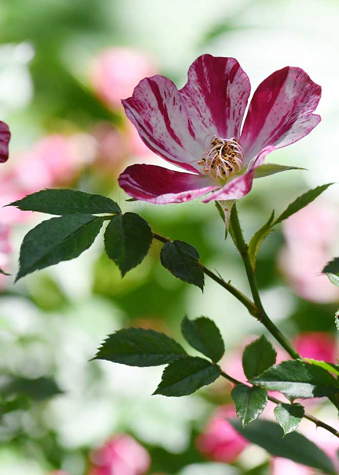 バラ 風花火｜花の手帖の薔薇図鑑