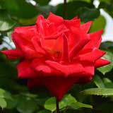 バラ キヨミ｜花の手帖の薔薇図鑑