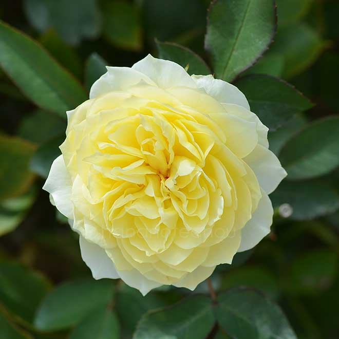 バラ ｜花の手帖の薔薇図鑑