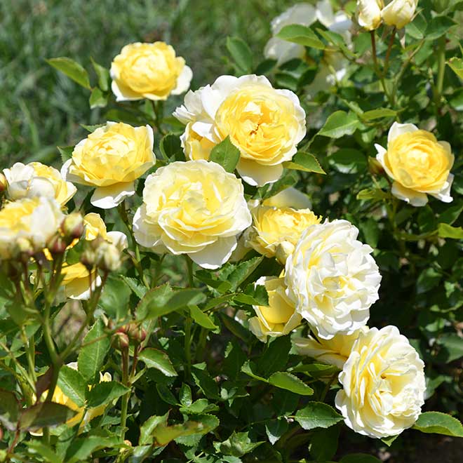 バラ ｜花の手帖の薔薇図鑑