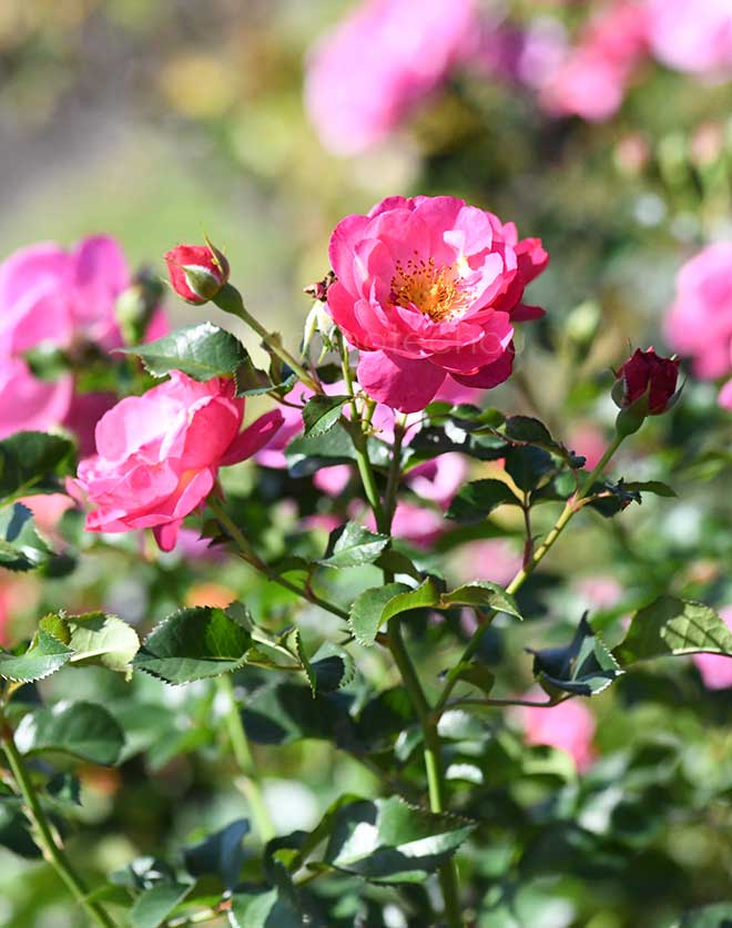 バラ 恋こがれ｜花の手帖の薔薇図鑑
