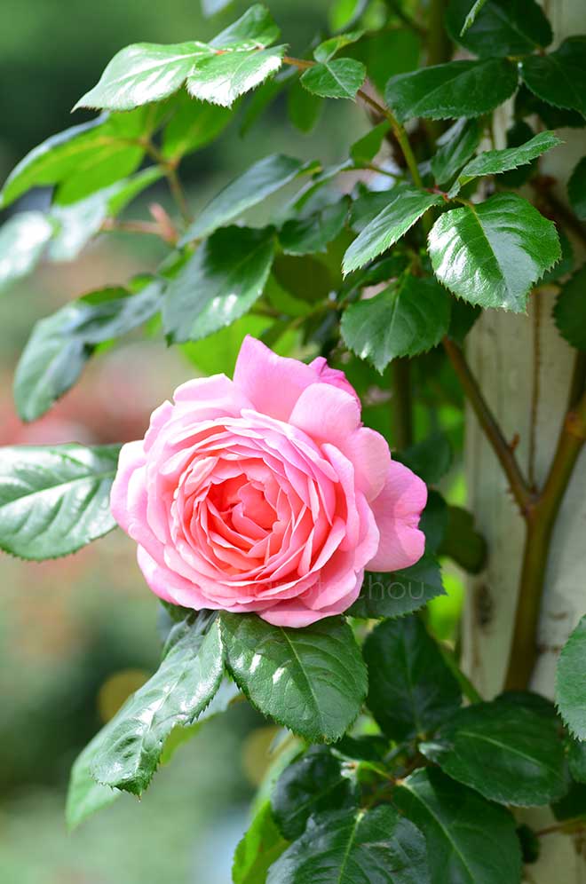 バラ ケルナー フローラ|花の手帖の薔薇図鑑