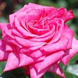 バラ コルデスパーフェクターズーペリオア｜花の手帖の薔薇図鑑