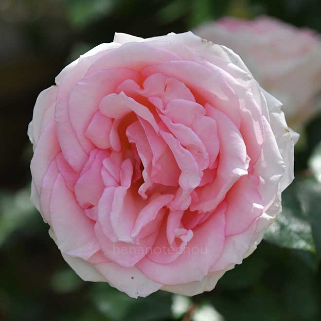 バラ マカロン ピンク｜花の手帖の薔薇図鑑