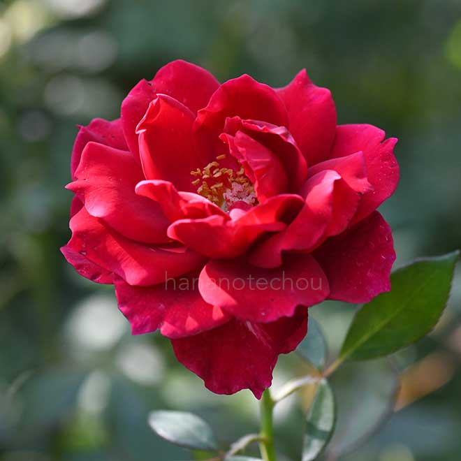 バラ マコン ルージュ｜花の手帖の薔薇図鑑