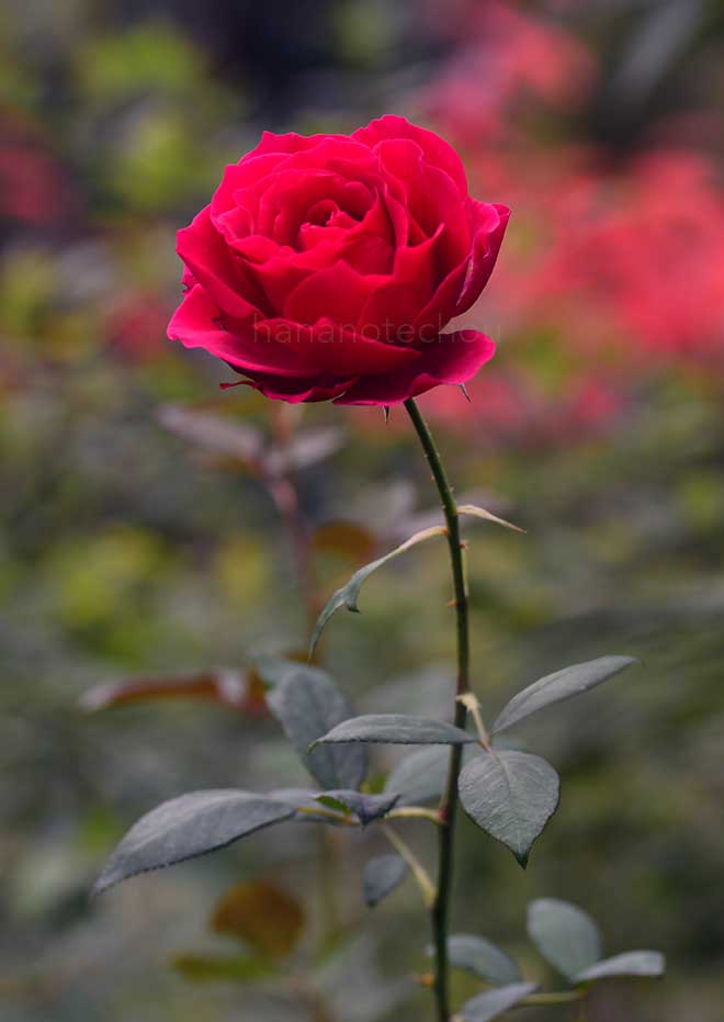 バラ マコン ルージュ｜花の手帖の薔薇図鑑