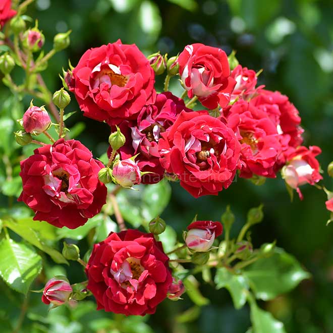 バラ ｜花の手帖の薔薇図鑑