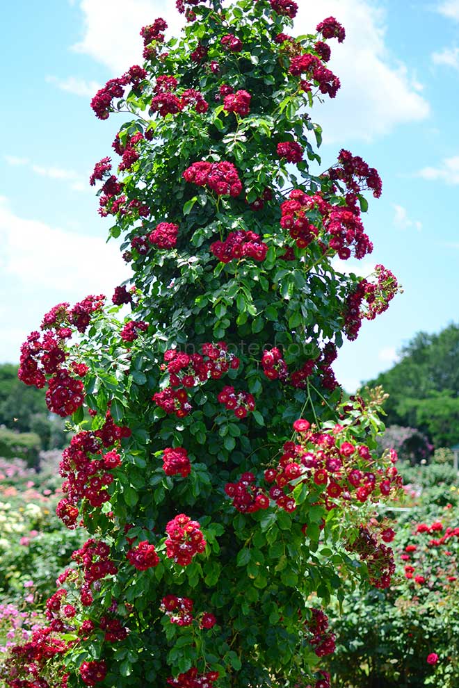 バラ ｜花の手帖の薔薇図鑑