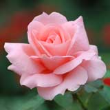 バラ マヒナ'81｜花の手帖の薔薇図鑑