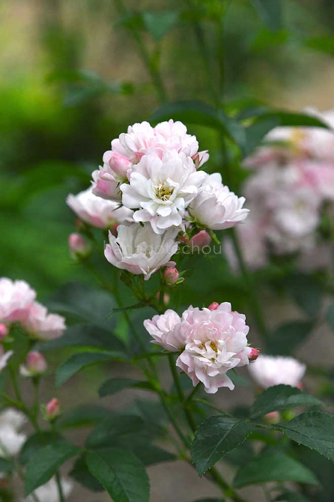 バラ 舞娘|花の手帖の薔薇図鑑
