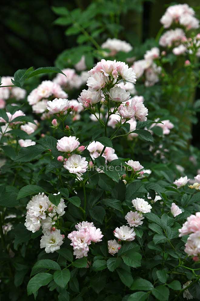 バラ 舞娘|花の手帖の薔薇図鑑