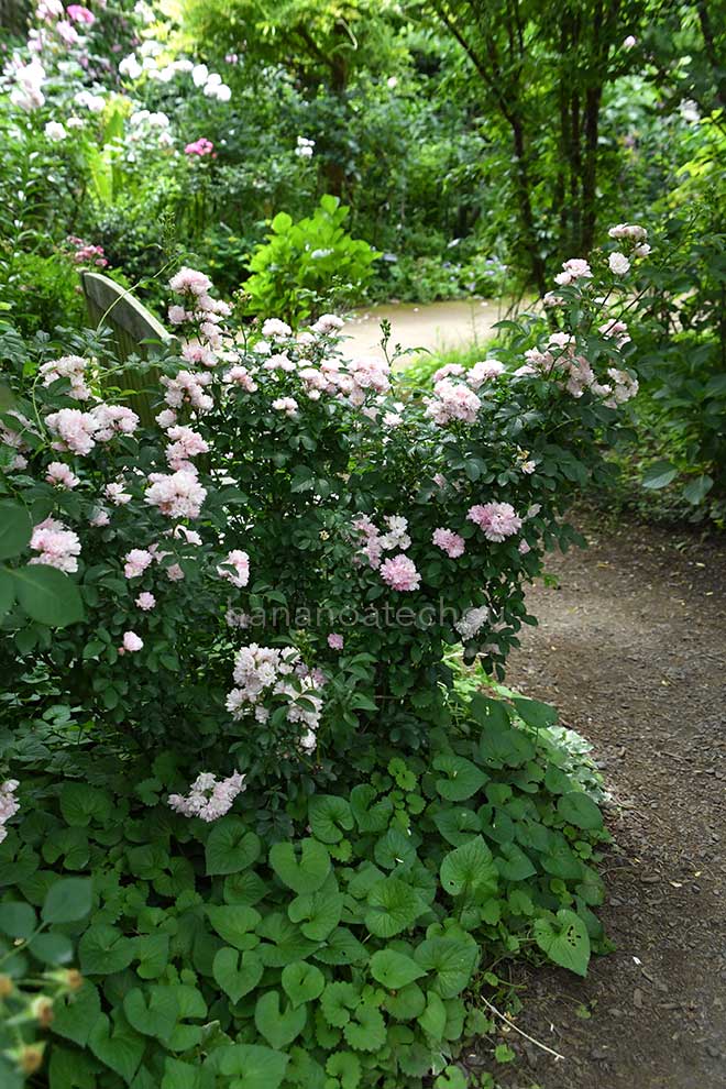 バラ 舞娘|花の手帖の薔薇図鑑