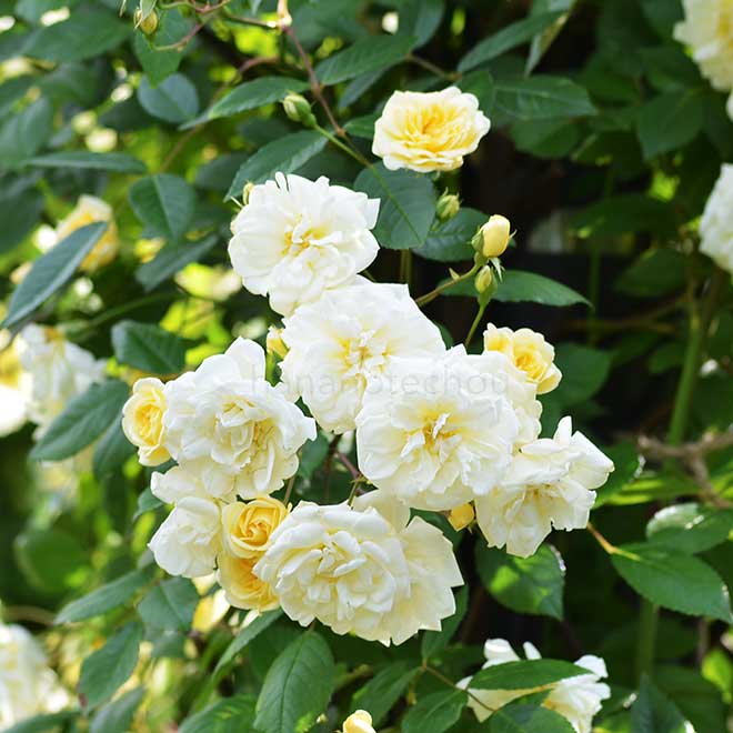 バラ モーヴァンヒルズ|花の手帖の薔薇図鑑