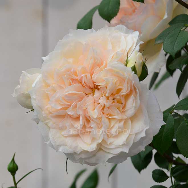 バラ マルク アントン シャルポンティエ|花の手帖の薔薇図鑑