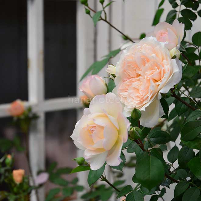 バラ マルク アントン シャルポンティエ|花の手帖の薔薇図鑑