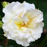 バラ マリーキュリーIYC2011|花の手帖の薔薇図鑑