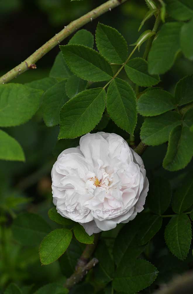 バラ マリードゥサンジャン|花の手帖の薔薇図鑑