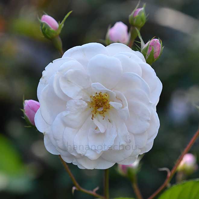 バラ マリー パヴィエ｜花の手帖の薔薇図鑑