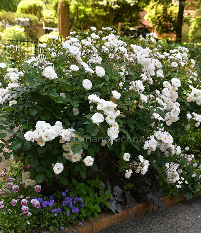 バラ マリー パヴィエ｜花の手帖の薔薇図鑑