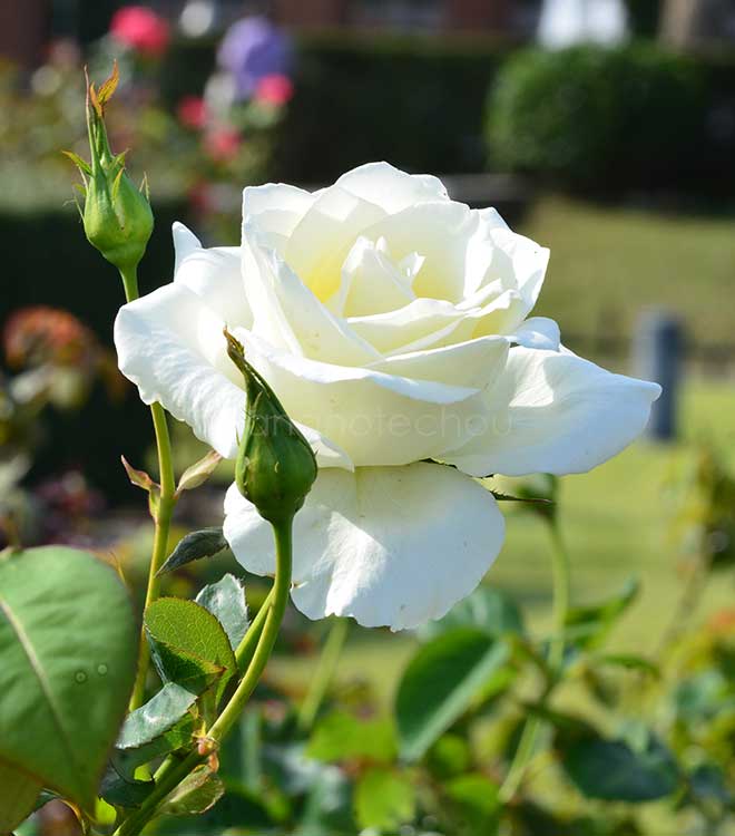 バラ 正雪｜花の手帖の薔薇図鑑