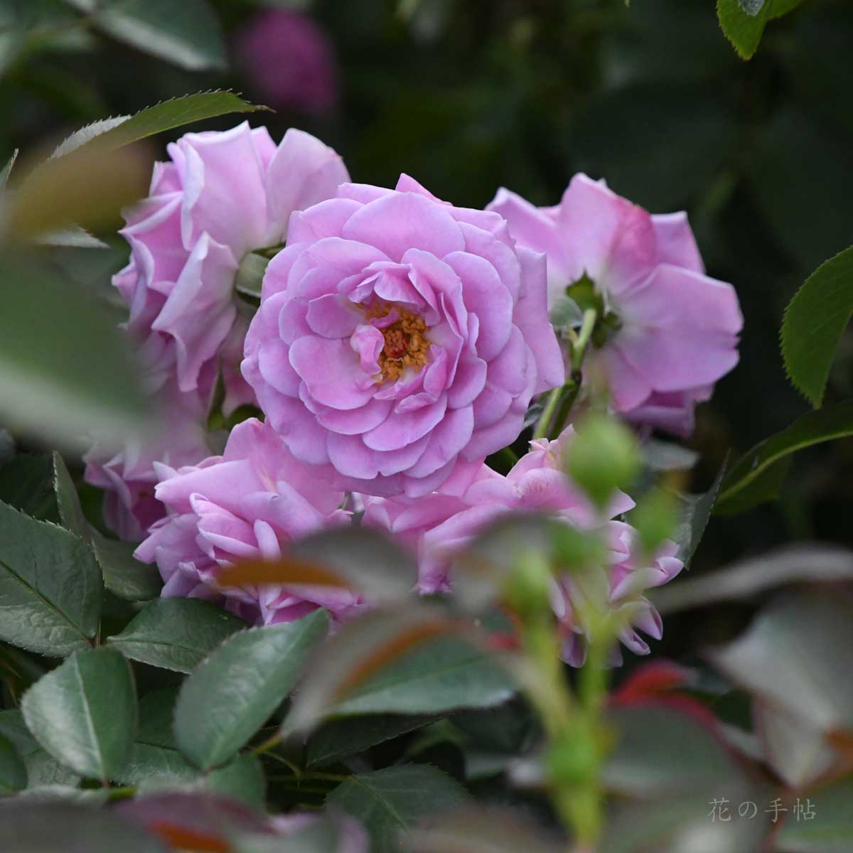 バラ マチネ｜花の手帖の薔薇図鑑