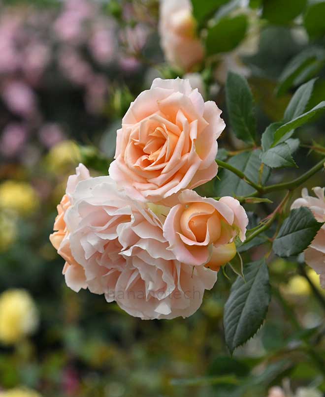 バラ マティアス クラウディウス ローズ｜ROSE Matthias Claudius Rose