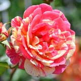 バラ 祭り｜花の手帖の薔薇図鑑