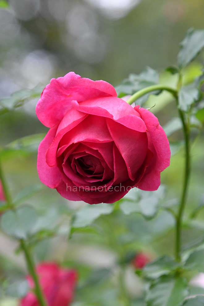 バラ マイスタージンガー｜花の手帖の薔薇図鑑