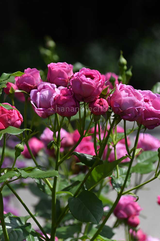 バラ マイスタージンガー｜花の手帖の薔薇図鑑