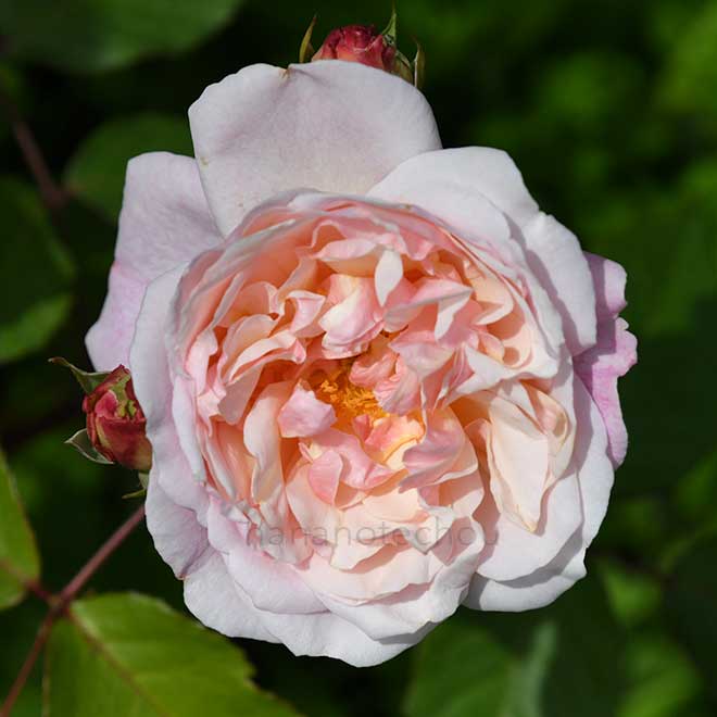 バラ ミンナ｜花の手帖の薔薇図鑑