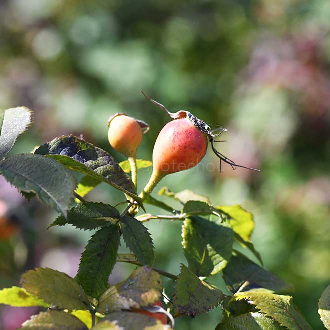 バラ ミランダ｜花の手帖の薔薇図鑑