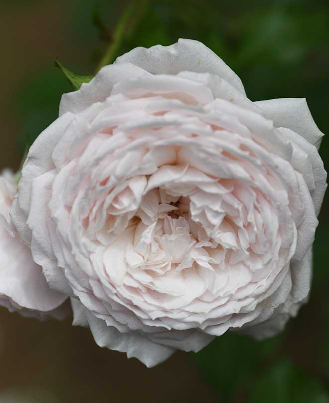 バラ みさき｜花の手帖の薔薇図鑑