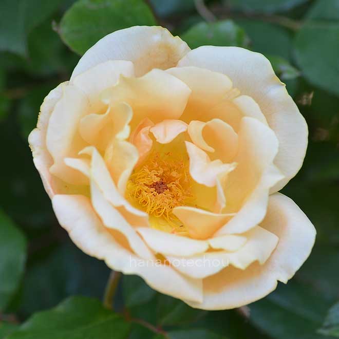 バラ マドモアゼル ジャンヌ フィリップ｜花の手帖の薔薇図鑑